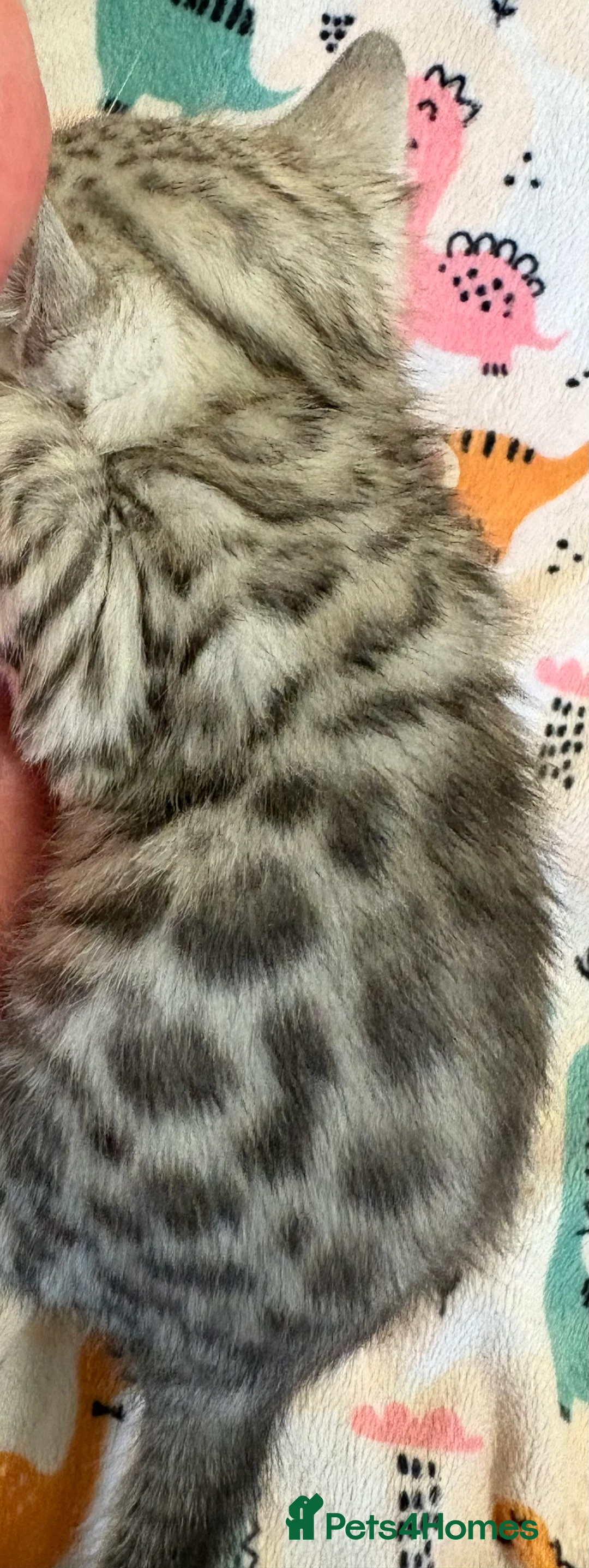 Bengal cats for sale: Stunning Tica reg Bengal kittens  - Advert 20