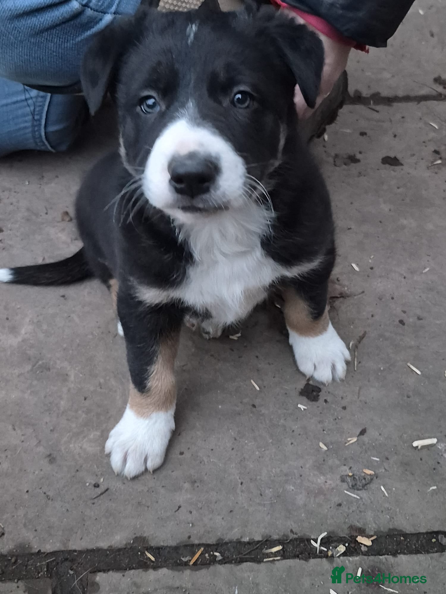 Mixed Breed dogs Beautiful litter of collie pups - Advert 1