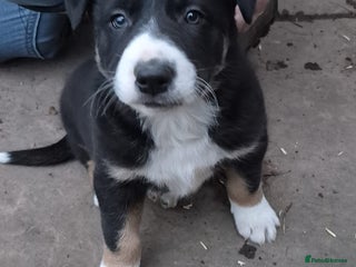 Mixed Breed dogs Beautiful litter of collie pups - Advert 13