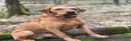 Labrador Retriever dogs for stud: John  in Glasgow - Advert 3