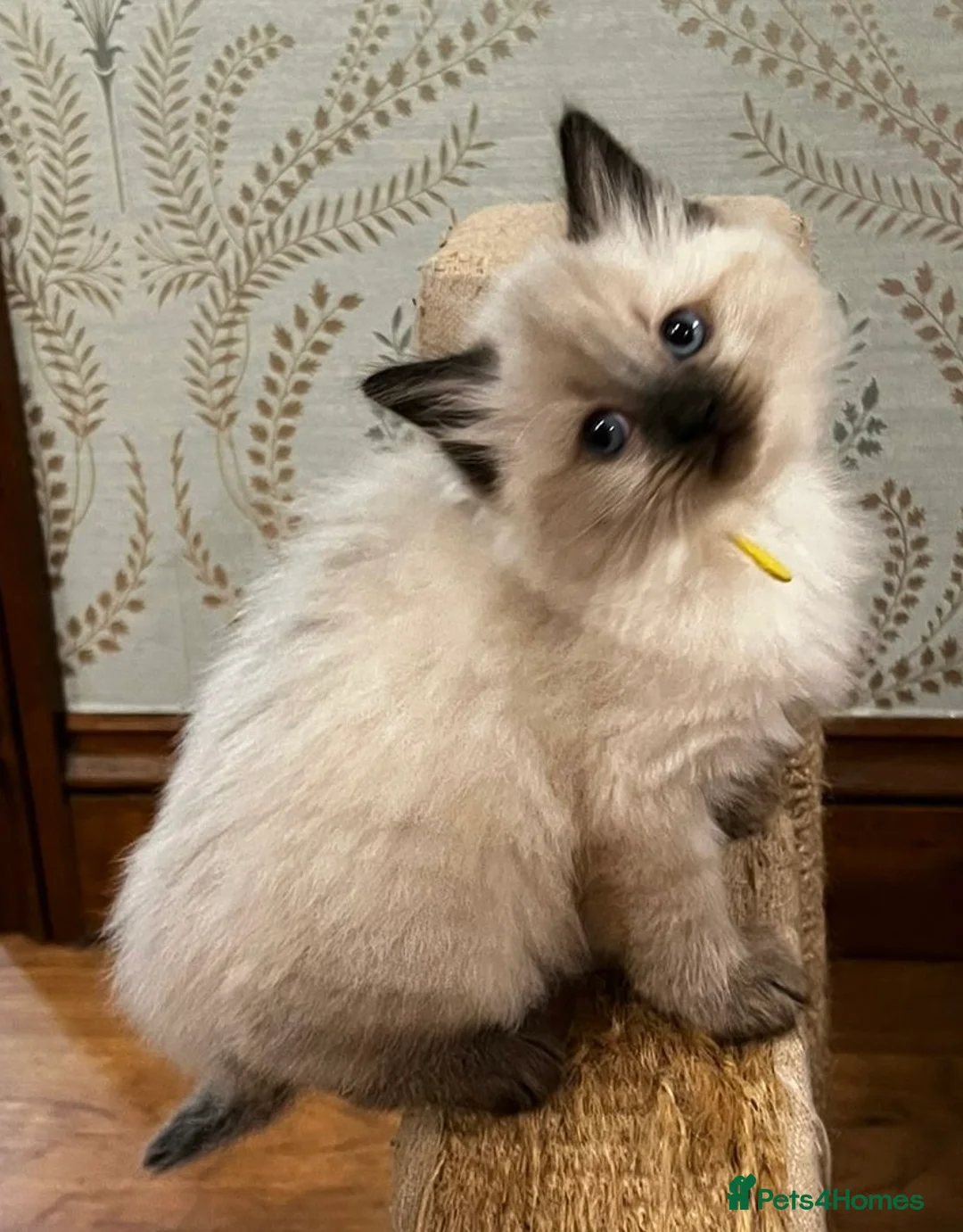 Ragdoll cats for sale: Ragdoll Kittens - Advert 23