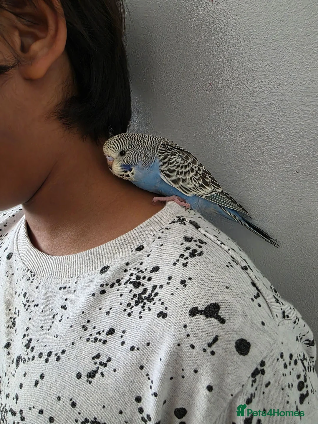 Budgerigars birds for sale: Hand tamed baby budgies for sale  - Advert 2