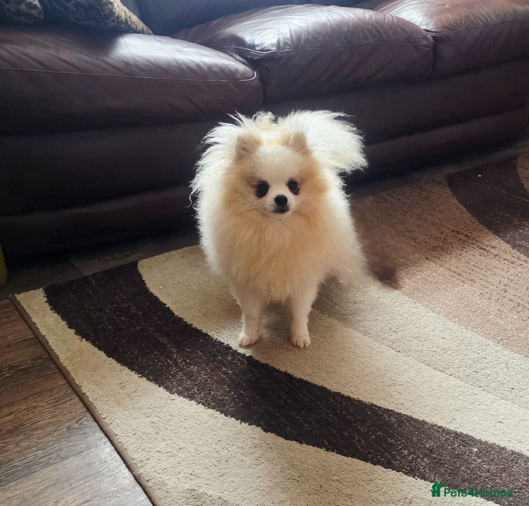Pomeranian dogs for sale: Superb Pomeranian Girl - Advert 2