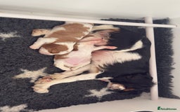 Cavalier King Charles Spaniel dogs for sale: 2 Female King Charles Cavaliers   - Advert 4