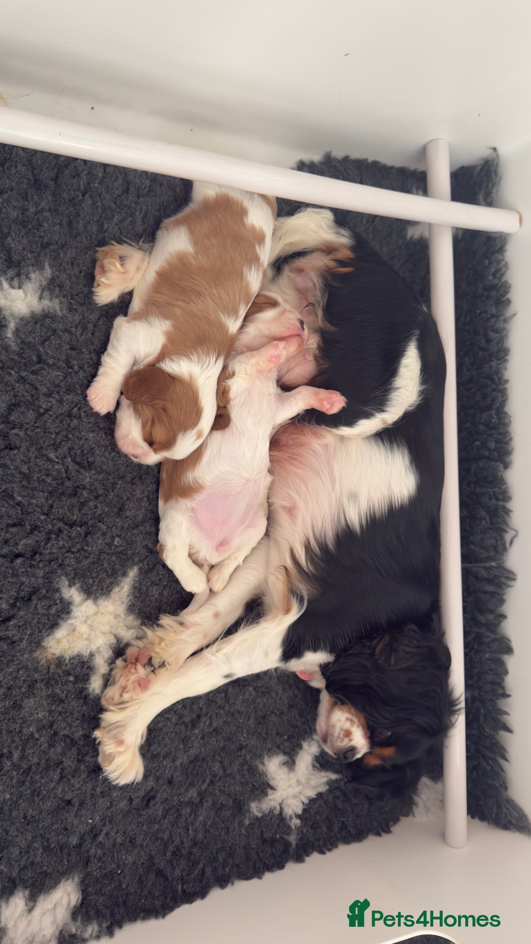 Cavalier King Charles Spaniel dogs for sale: 2 Female King Charles Cavaliers   - Advert 4