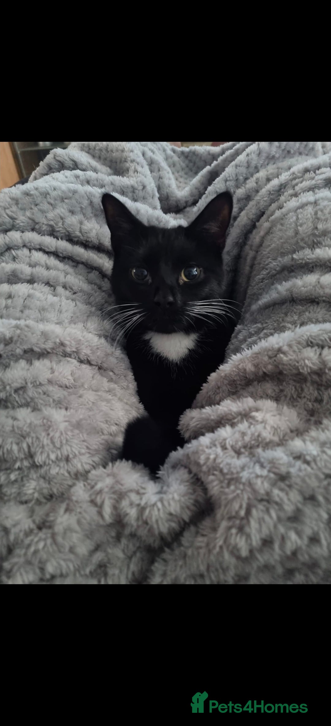 Mixed Breed cats for sale: Female kittens  - Advert 7