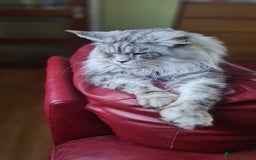 Maine Coon cats for sale: Maine Coon kittens registered with GCCF - Image 6