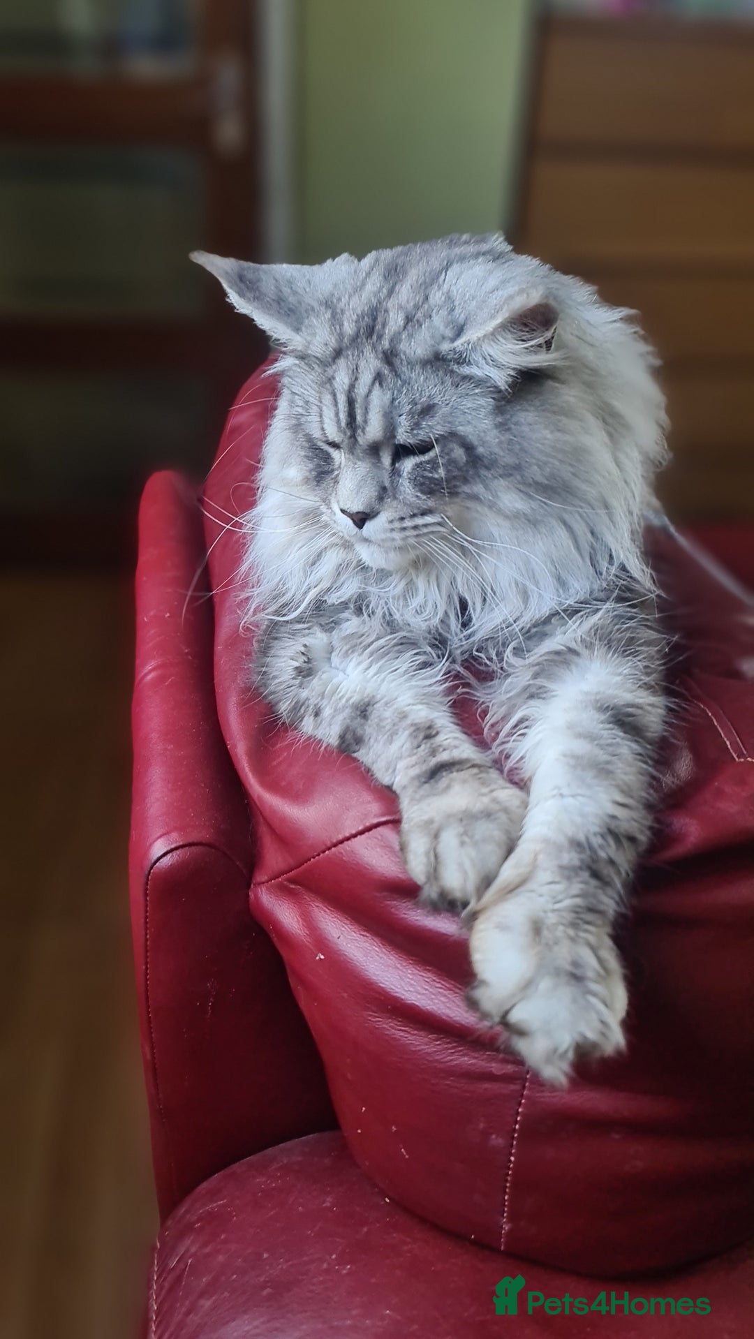 Maine Coon cats for sale: Maine Coon kittens registered with GCCF - Image 6