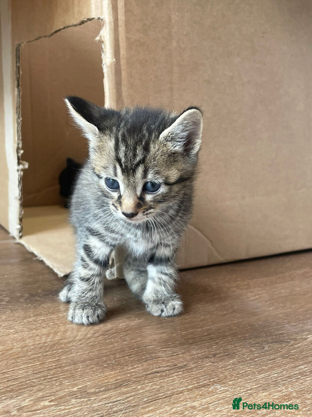 Mixed Breed cats for sale: Adorable kittens  - Image 27