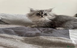 Persian cats for sale: Super cute Persian chinchilla kittens for Sale - Image 17