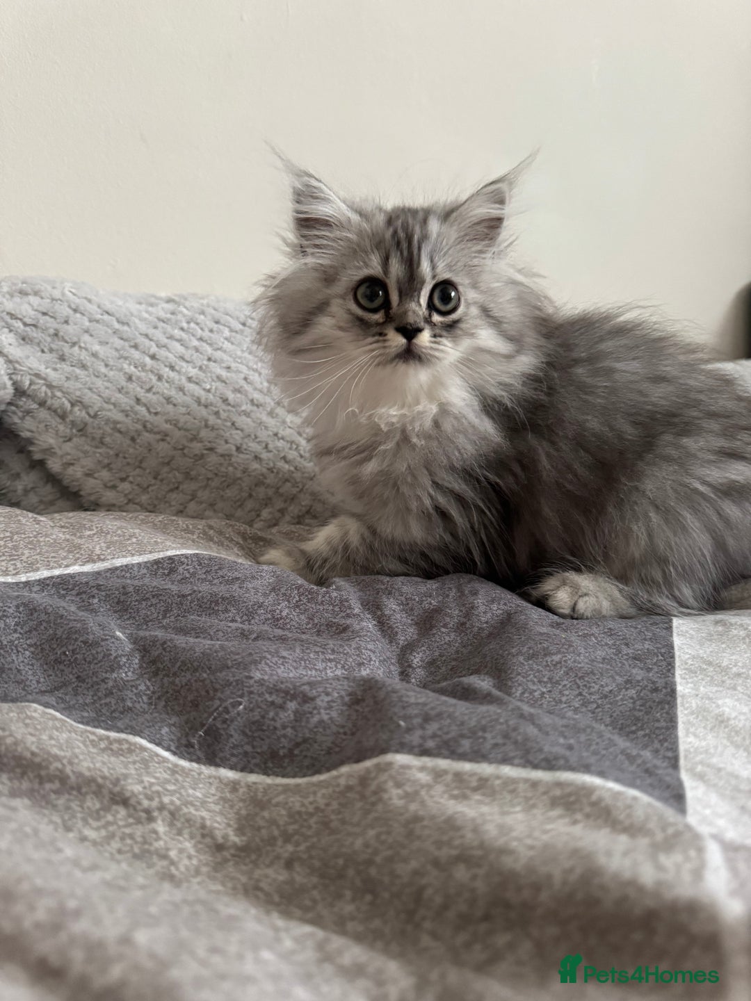 Persian cats for sale: Super cute Persian chinchilla kittens for Sale - Image 17