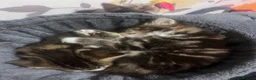 Mixed Breed cats for sale: Kittens  in Gillingham - Advert 17