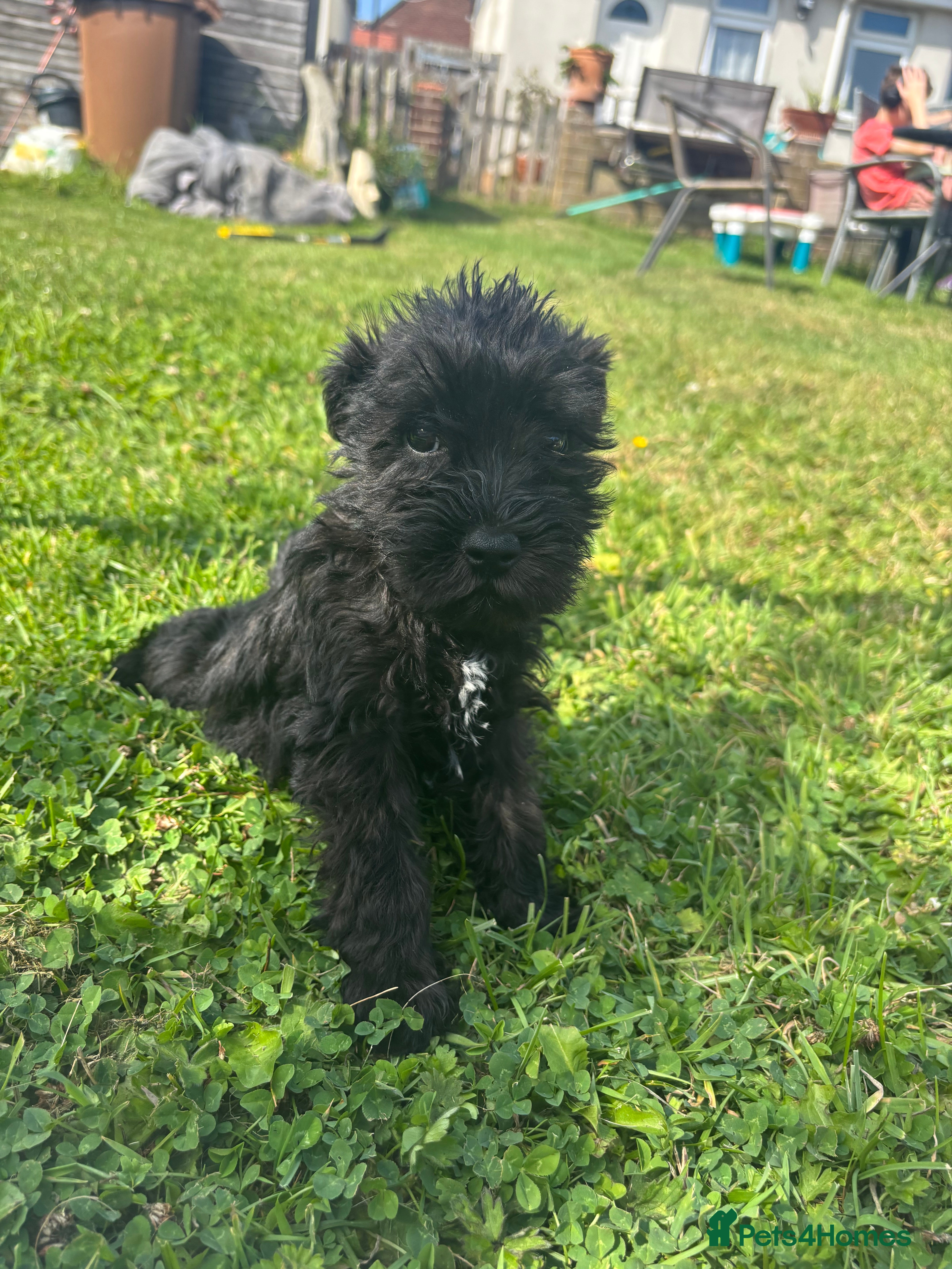 Miniature Schnauzer dogs 🐾❤️ Stunning Miniature Schnauzer Puppies 🐾❤️ - Advert 2