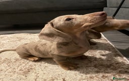 Miniature Dachshund dogs for sale: KCRegistered Miniature SmoothHaired Dachshund Boys - Image 20