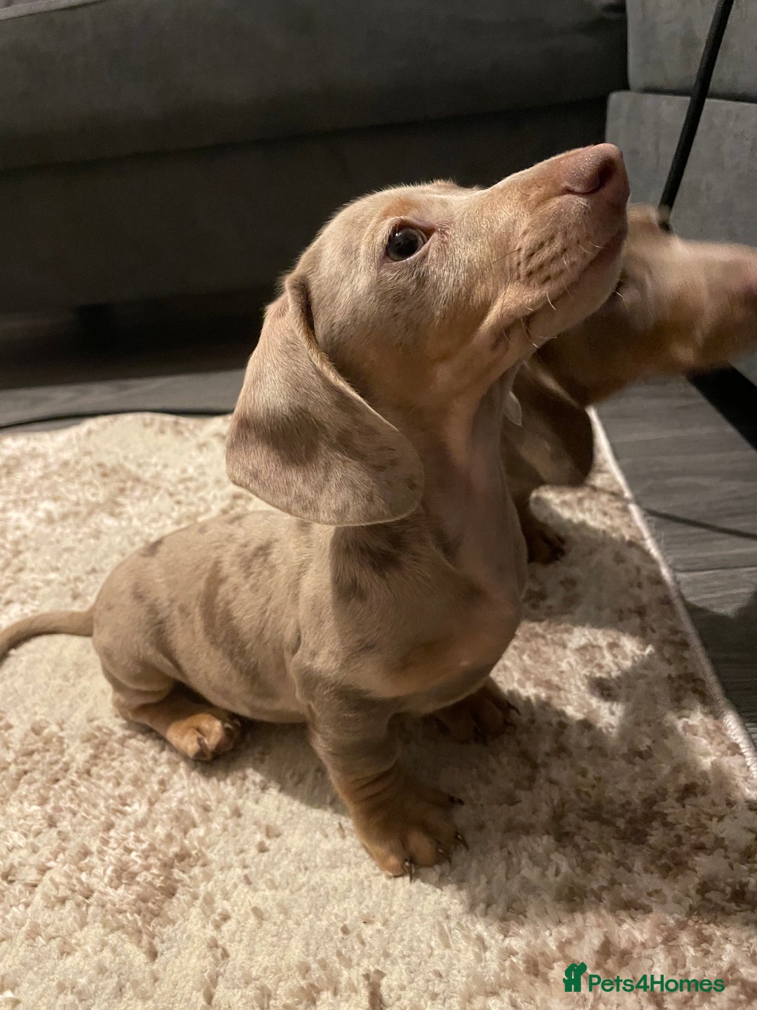 Miniature Dachshund dogs for sale: KCRegistered Miniature SmoothHaired Dachshund Boys - Image 20