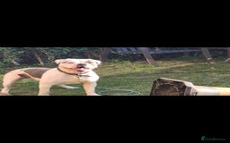 Dorset Olde Tyme Bulldogge dogs for sale: Dorset old tyme puppies  - Image 5