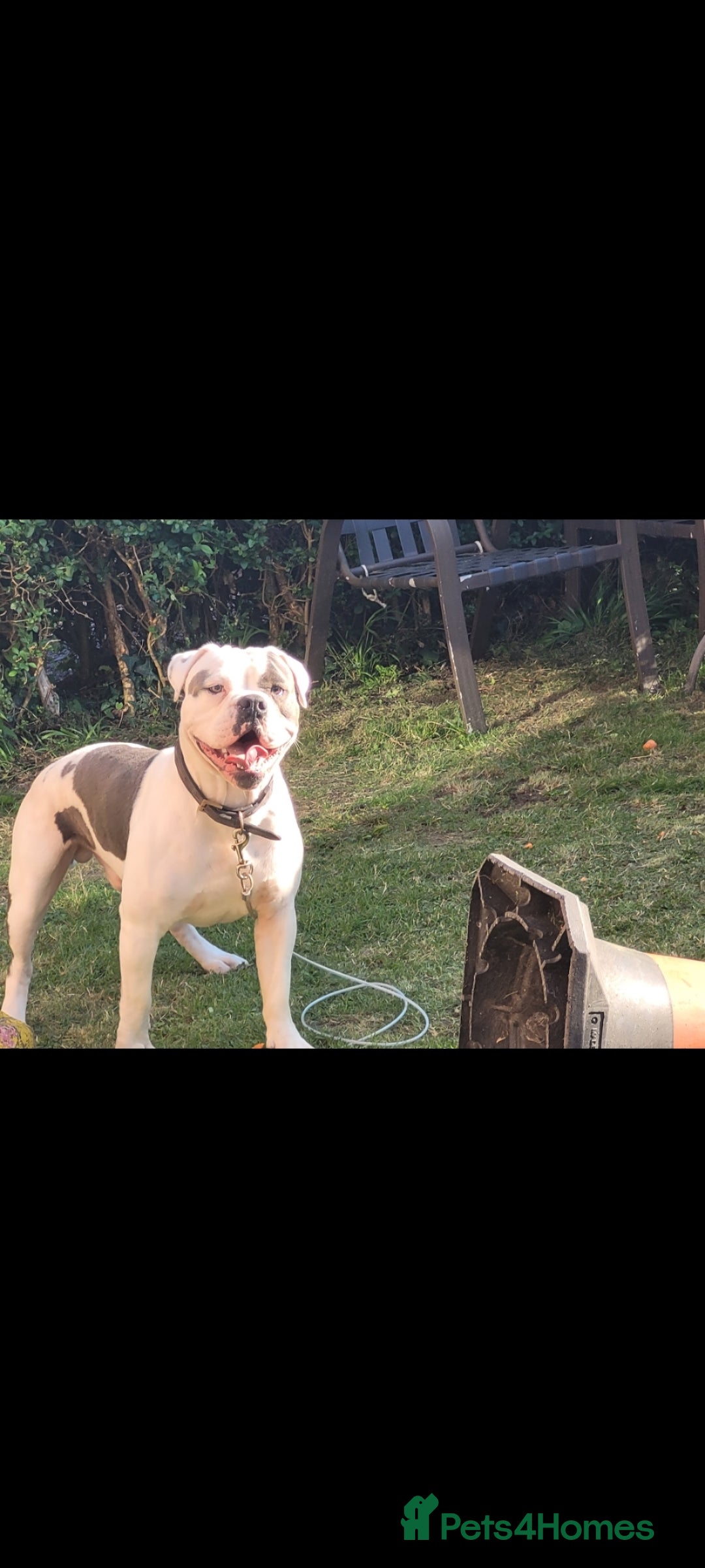 Dorset Olde Tyme Bulldogge dogs for sale: Dorset old tyme puppies  - Image 5