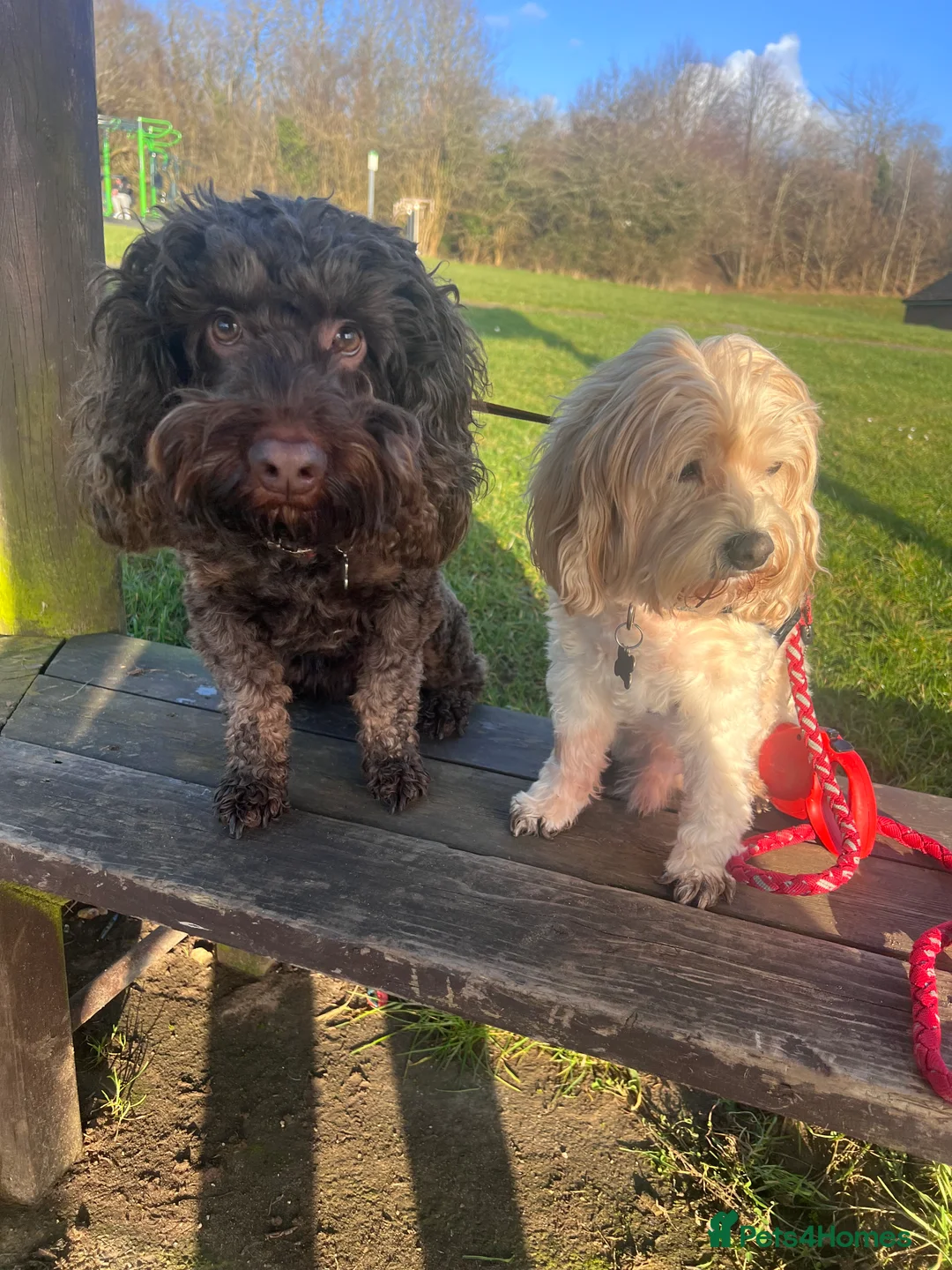 Cockapoo dogs for stud: Stud Cockapoo - Advert 5