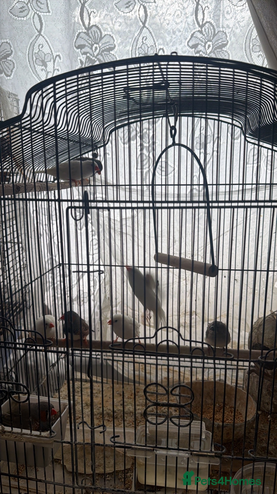 Finches birds Finches looking for a new home - Advert 2