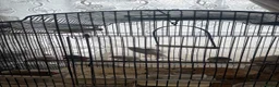 Finches birds for sale: Finches looking for a new home in Stoke-on-Trent - Advert 2