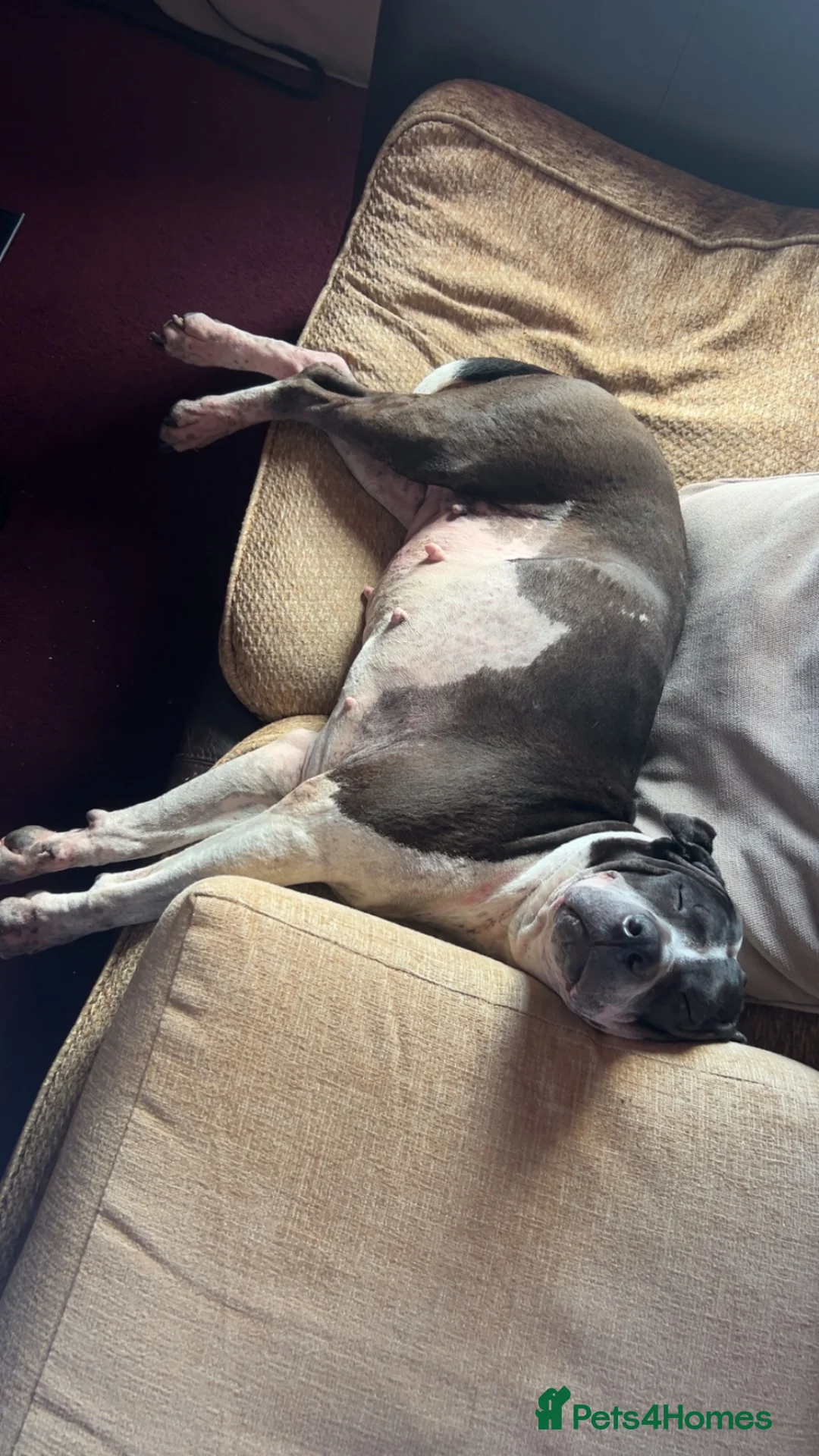 Mixed Breed dogs for sale: Blue  in Bedford - Advert 2