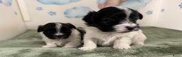 Mixed Breed dogs for sale: Tiny Terrier mix puppies  - Advert 9