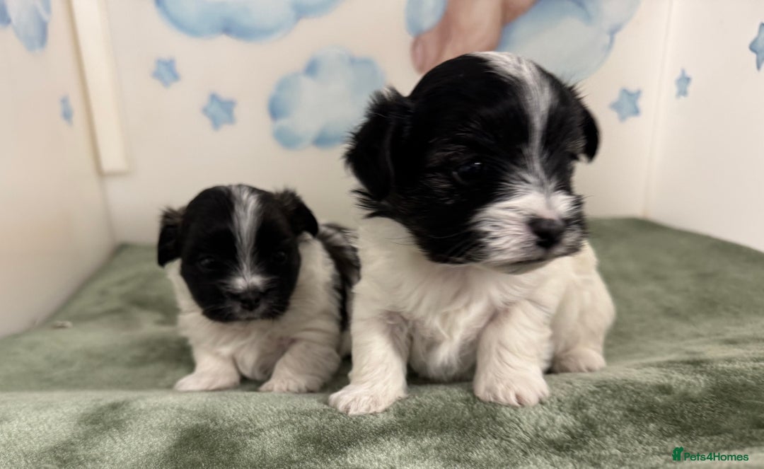 Mixed Breed dogs for sale: Tiny Terrier mix puppies  - Advert 9