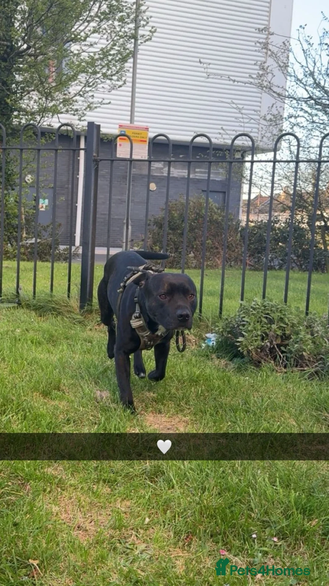 Staffordshire Bull Terrier dogs for sale: 3 year old staffy boy available  in Southampton - Advert 2