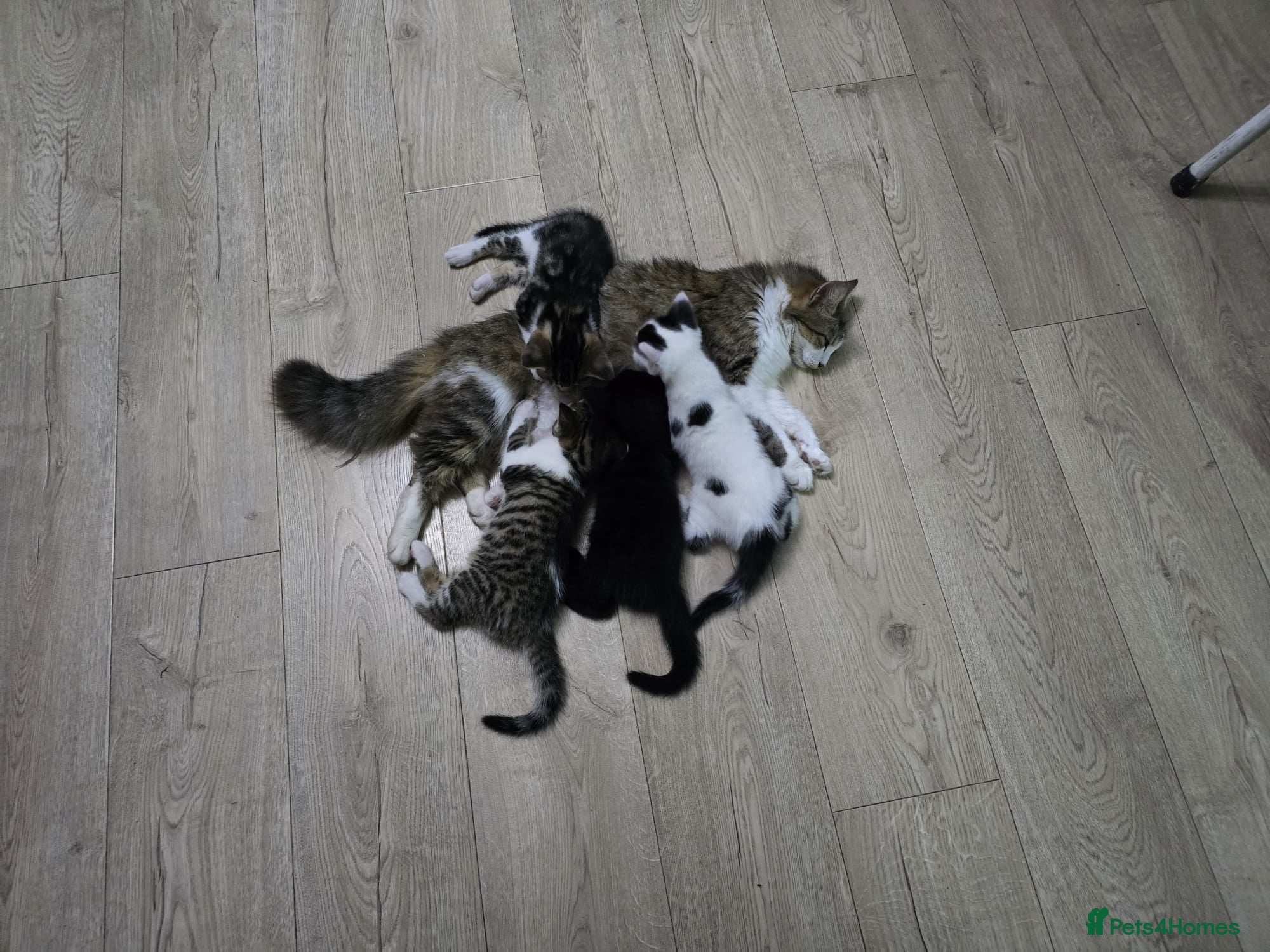 Mixed Breed cats Six beautiful mainecoon cross kittens - Advert 1