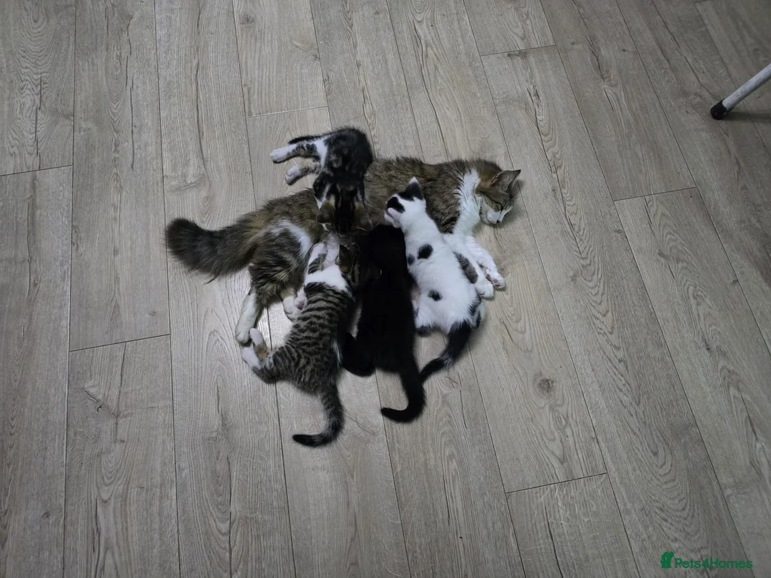 Mixed Breed cats for sale: Six beautiful mainecoon cross kittens - Advert 1