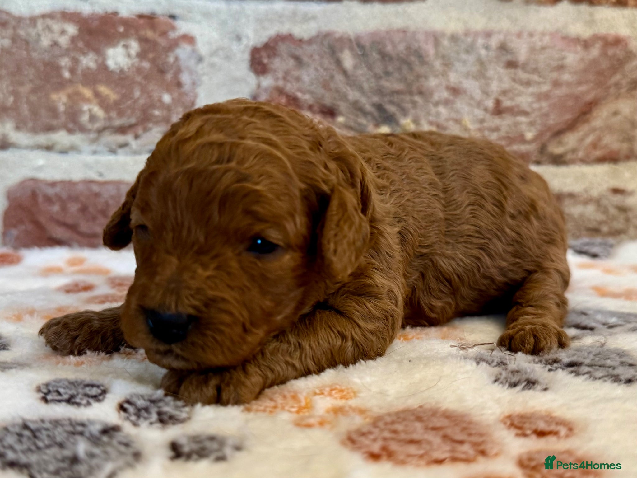 Cavapoo dogs F1b Cavapoo female 💗 - Advert 2