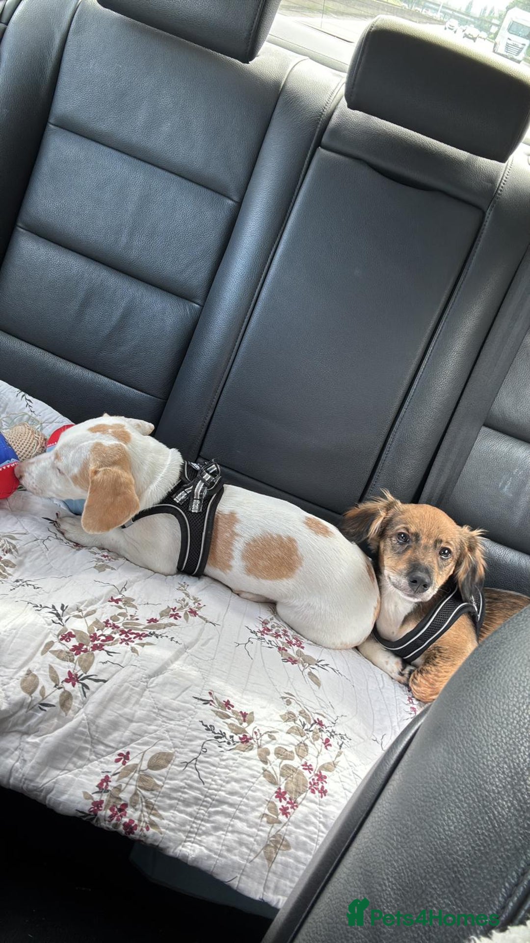 Dachshund dogs for adoption: Meet Betty & Momo — two short-legged siblings! - Advert 5