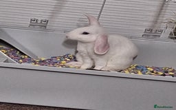 English Lop rabbits for sale: Female white english lop - Image 2