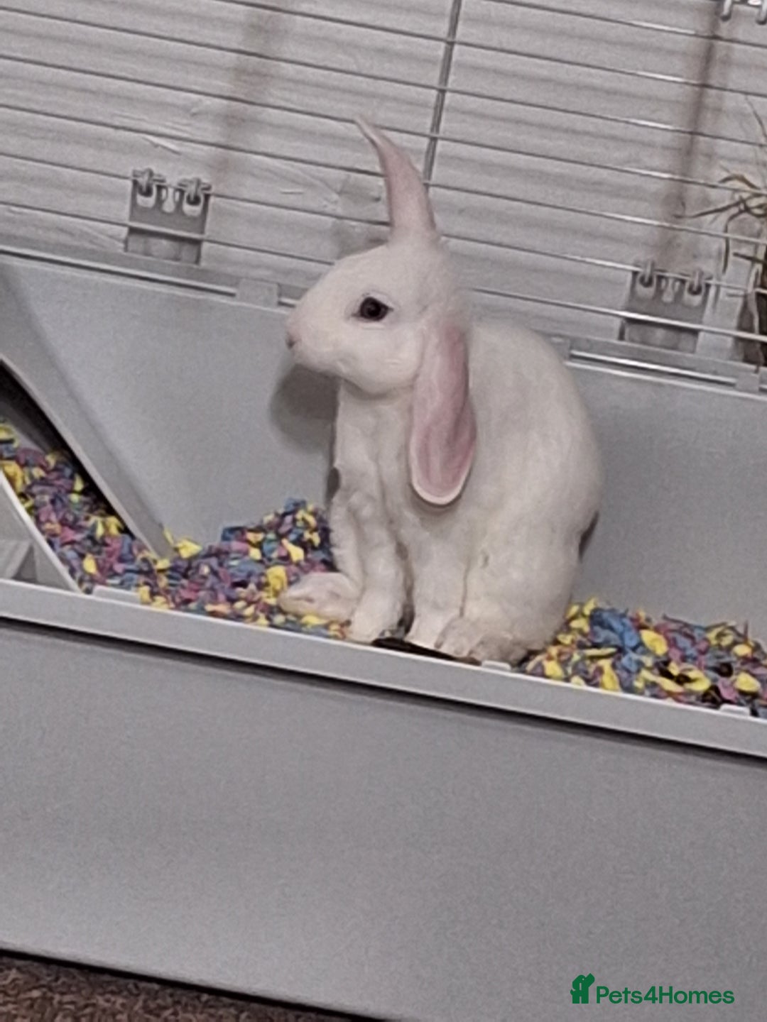 English Lop rabbits for sale: Female white english lop - Image 2