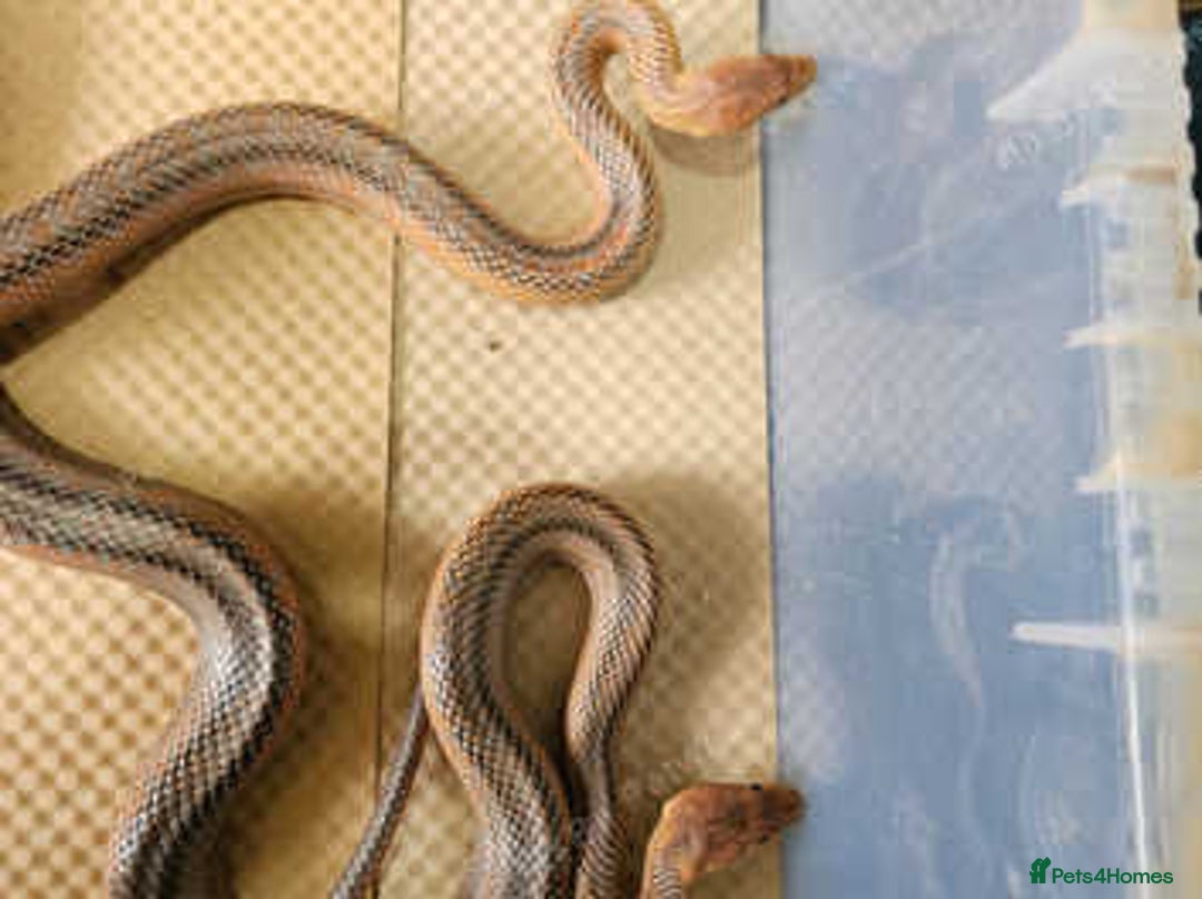 Rat Snake reptiles for sale: Mexican baird rat snakes  - Image 2