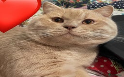 British Shorthair cats for sale: Rehoming Our Precious British Shorthair Cats - Advert 10