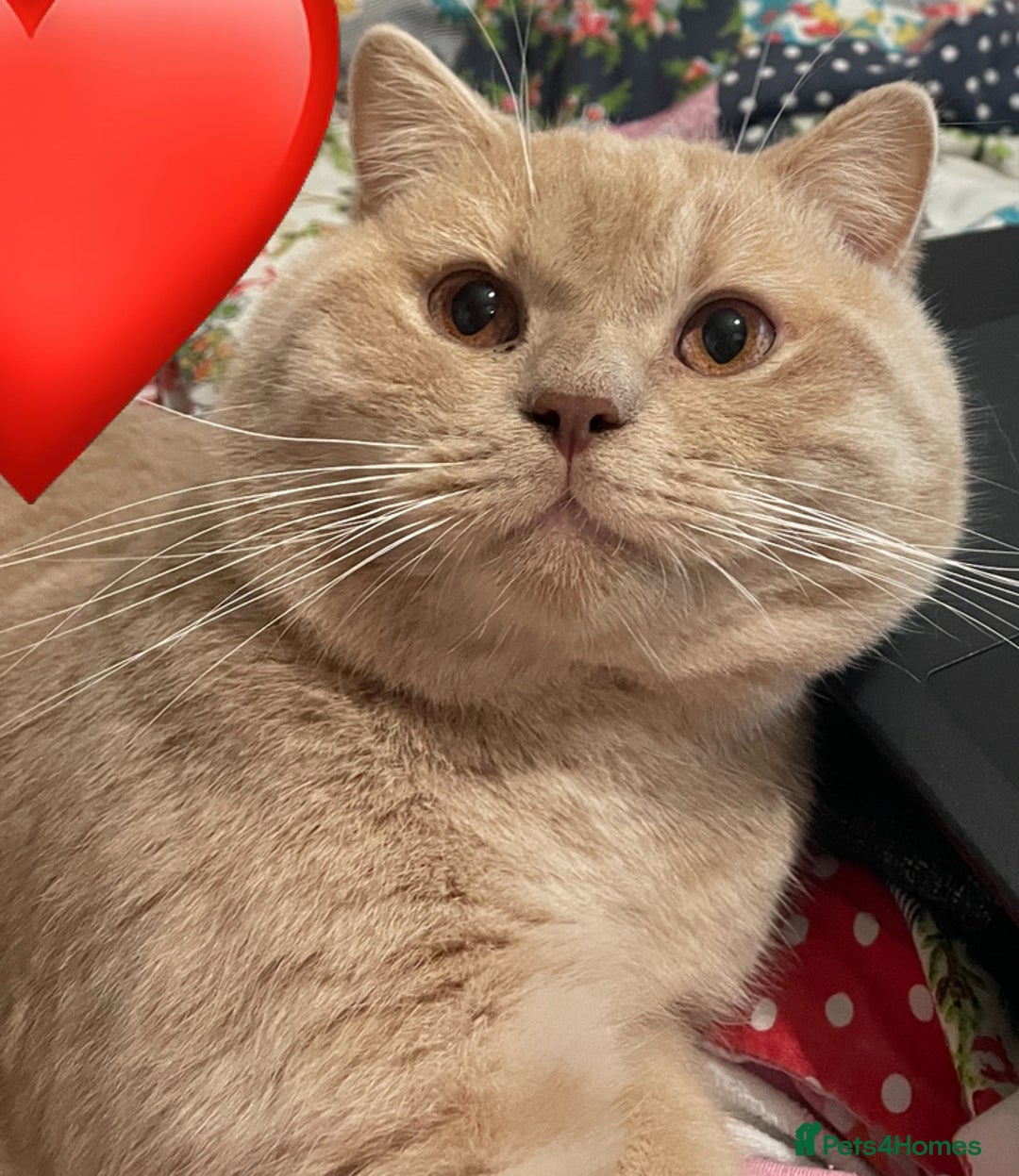 British Shorthair cats for sale: Rehoming Our Precious British Shorthair Cats - Advert 10