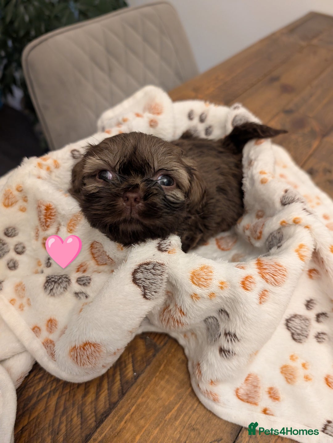 Shih Tzu dogs for sale: Adorable shih Tzu puppies  - Image 5