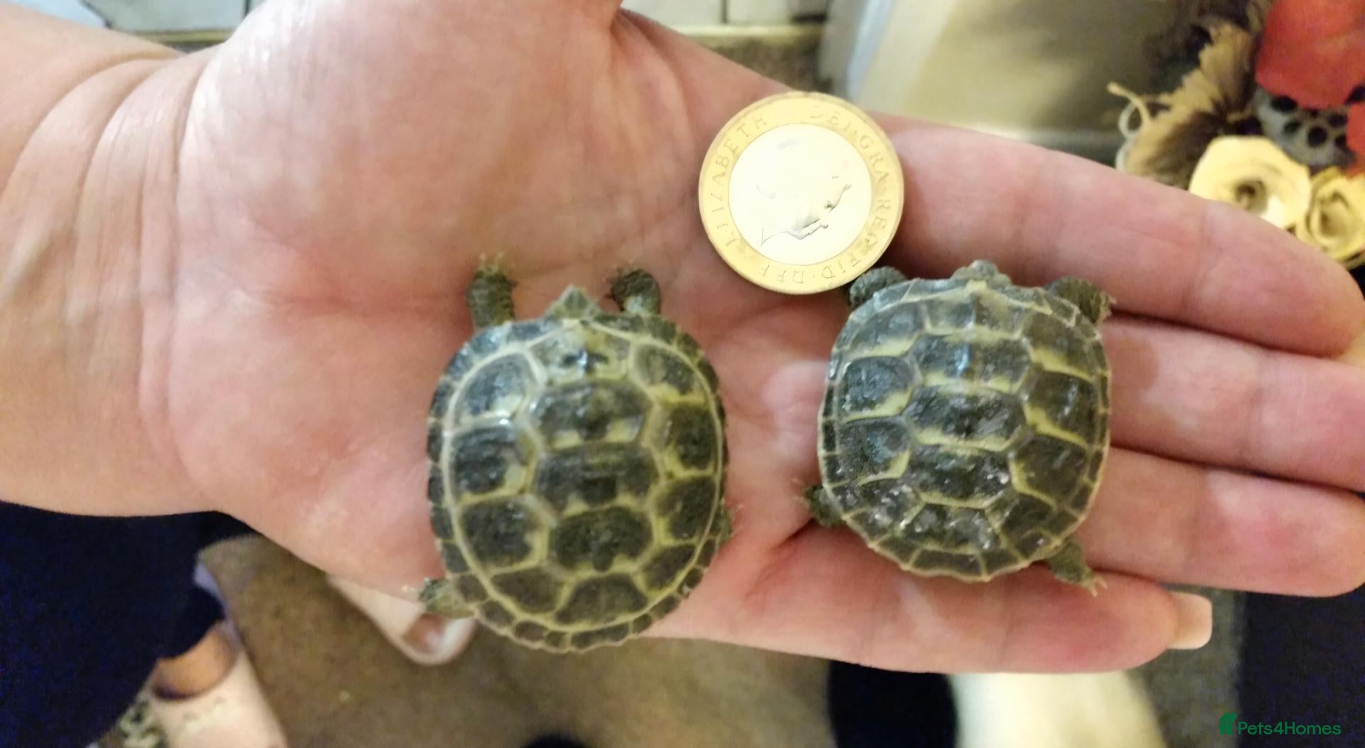 Tortoise reptiles for sale: Baby horsefield tortoise  - Advert 1