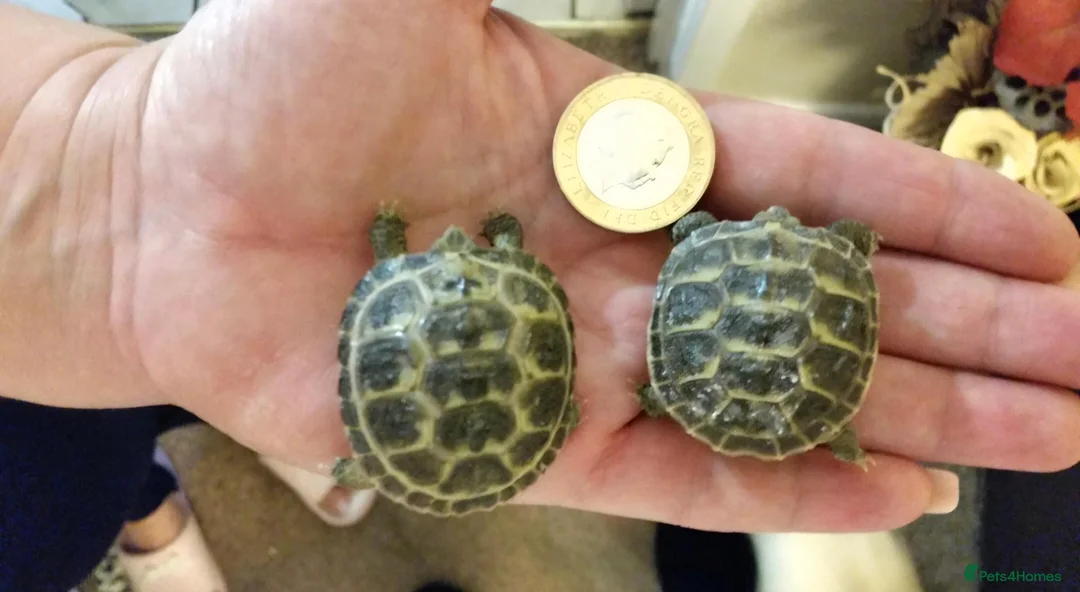 Tortoise reptiles for sale: Baby horsefield tortoise  - Advert 1