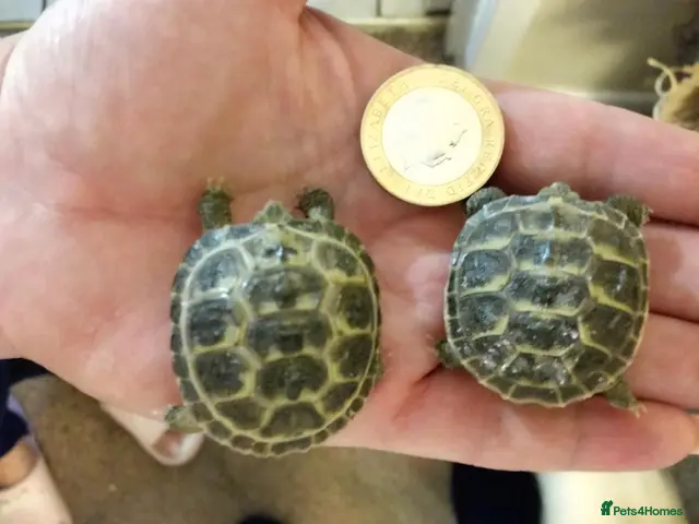 Tortoise reptiles for sale: Baby horsefield tortoise - Advert 1