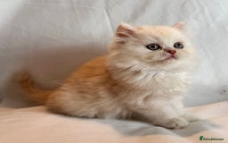 Persian cats for sale: 3 Cuddly Persian Babies❤️ - Image 10