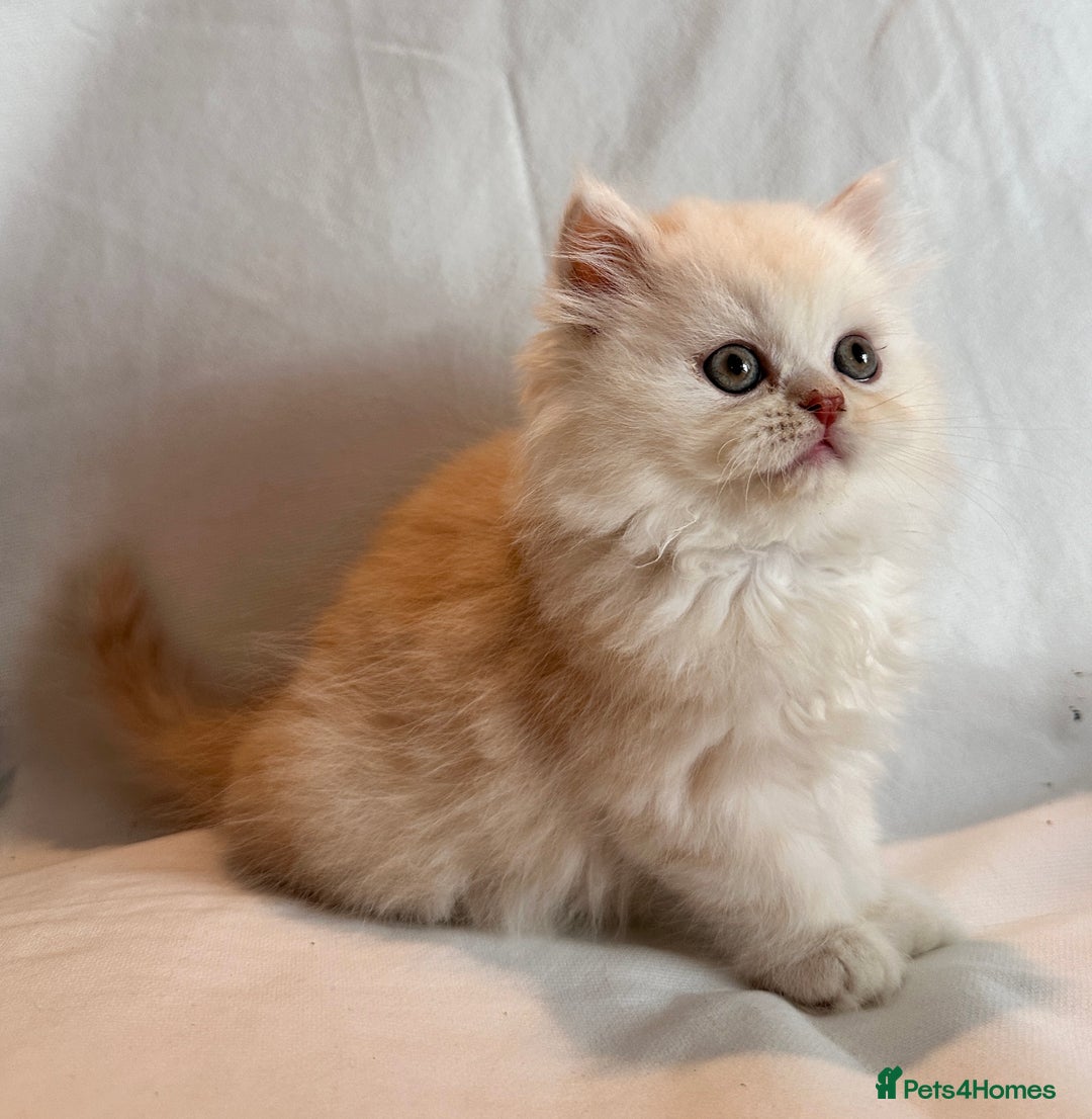 Persian cats for sale: 3 Cuddly Persian Babies❤️ - Image 10