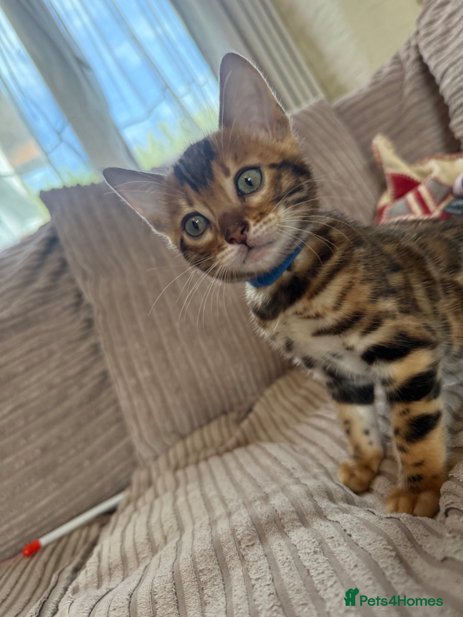 Bengal cats Stunning TICA registered Bengal kittens - Advert 1