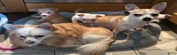 Chihuahua dogs for sale: Two beautiful boy chihuahua puppies ready to go  - Advert 13