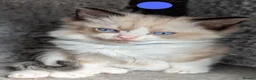 Ragdoll cats for sale: 4 Gorgeous Ragdoll Kittens in Londonderry - Advert 3
