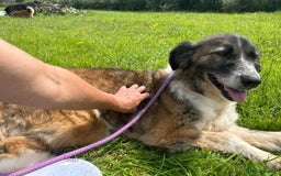 Mixed Breed dogs for adoption: Hilda - Norwich Norfolk  - Image 8