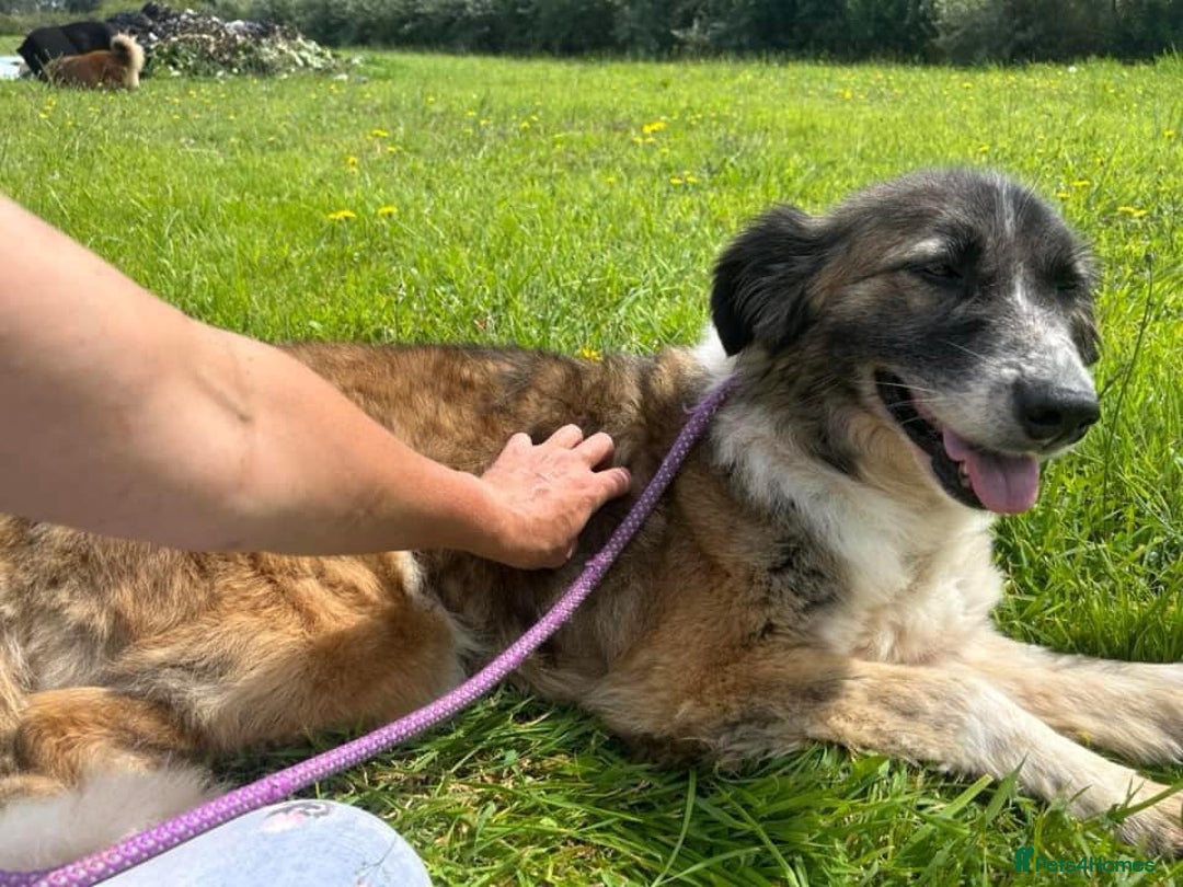 Mixed Breed dogs for adoption: Hilda - Norwich Norfolk  - Image 8