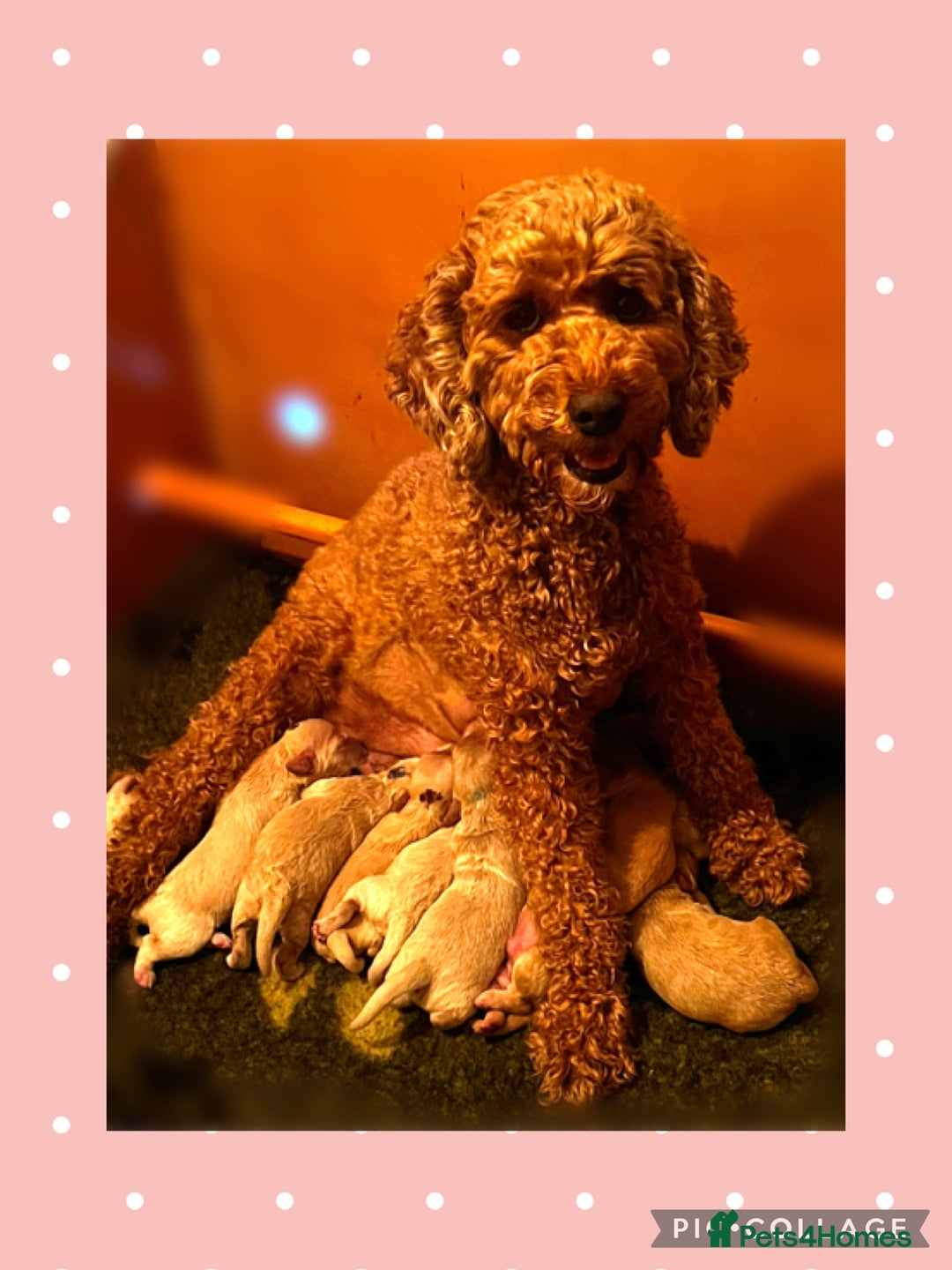 Australian Labradoodle dogs for sale: ♥️Tiny tails,Big Hearts - Australian Labradoodles  - Image 8