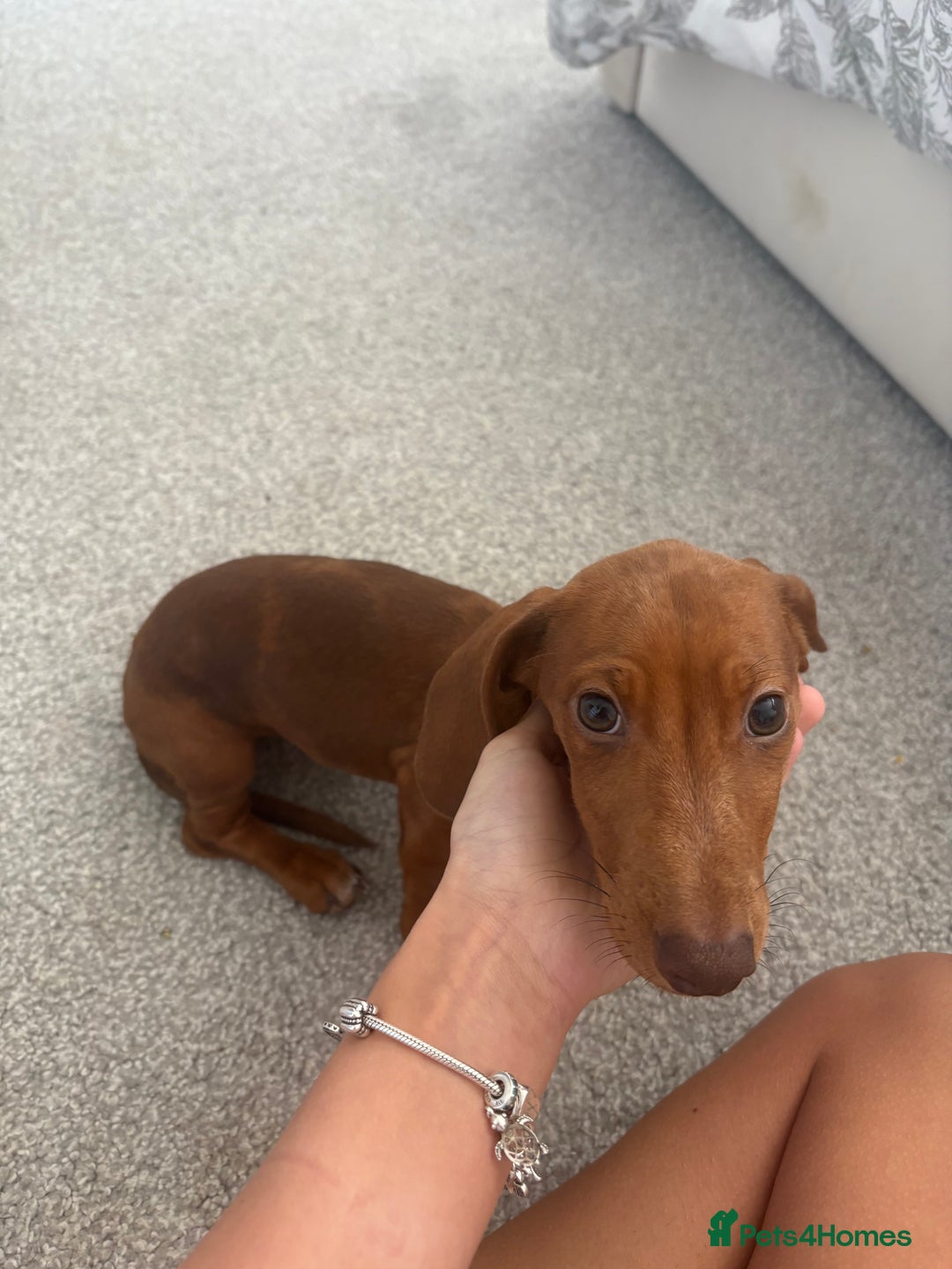 Dachshund dogs for sale: Miniature Dashound - Image 3